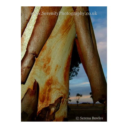 The shining, peeling bark of York Gums, a type of eucalypt.